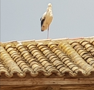 Störche auf der Iglesia Santa Maria del Castillo