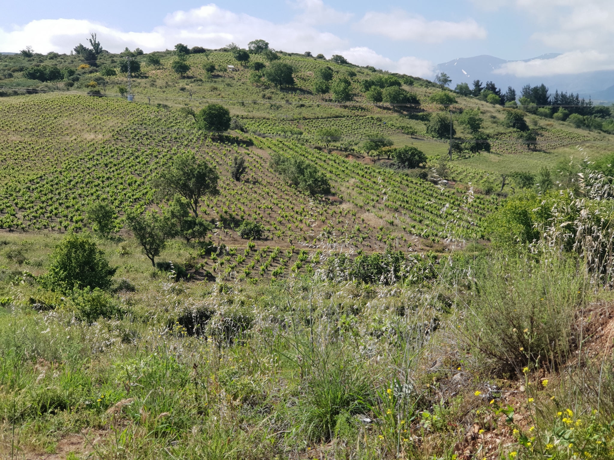 Kleine Weinanbauflächen