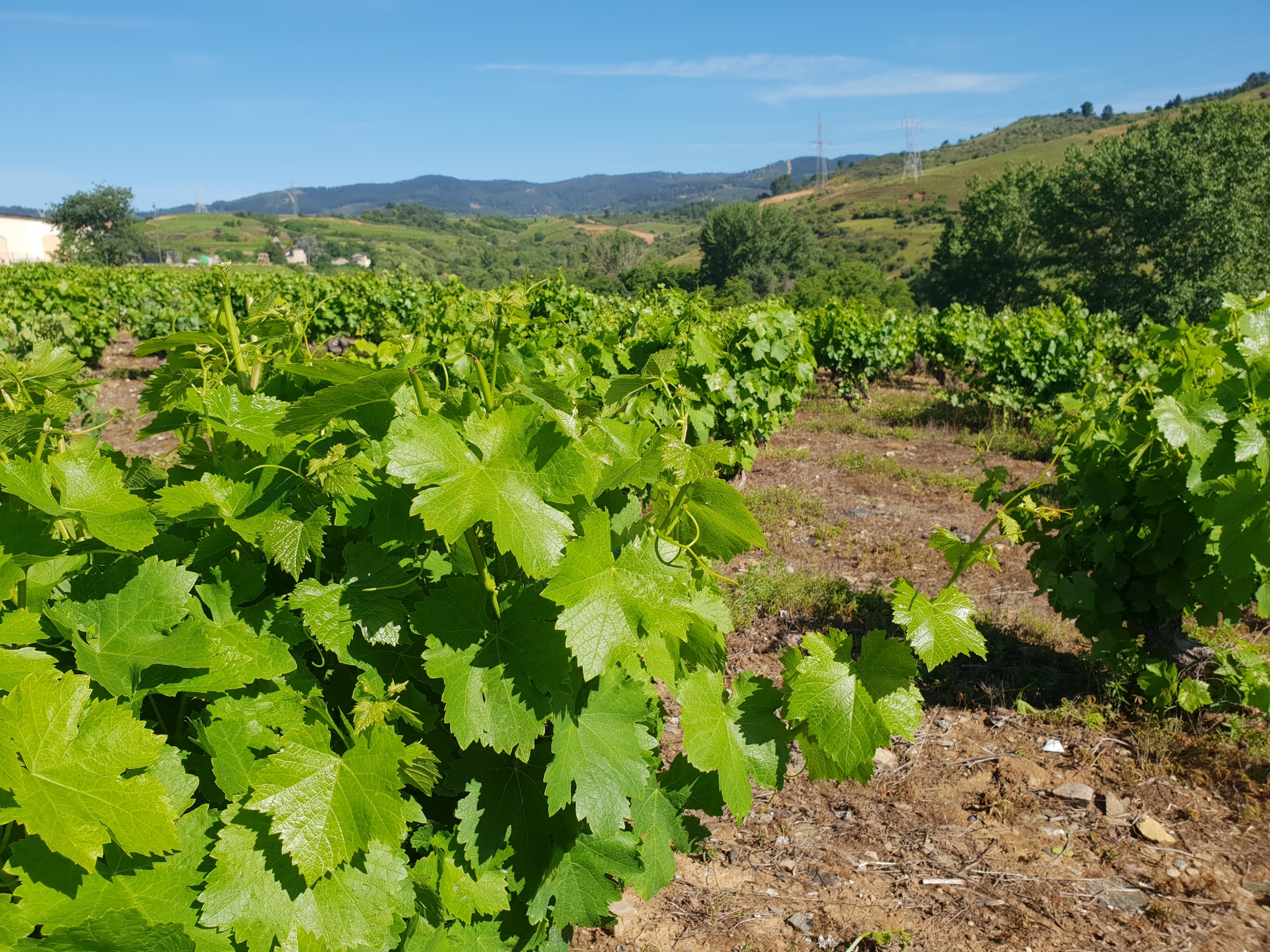 Weinanbauflächen bei Villafranca