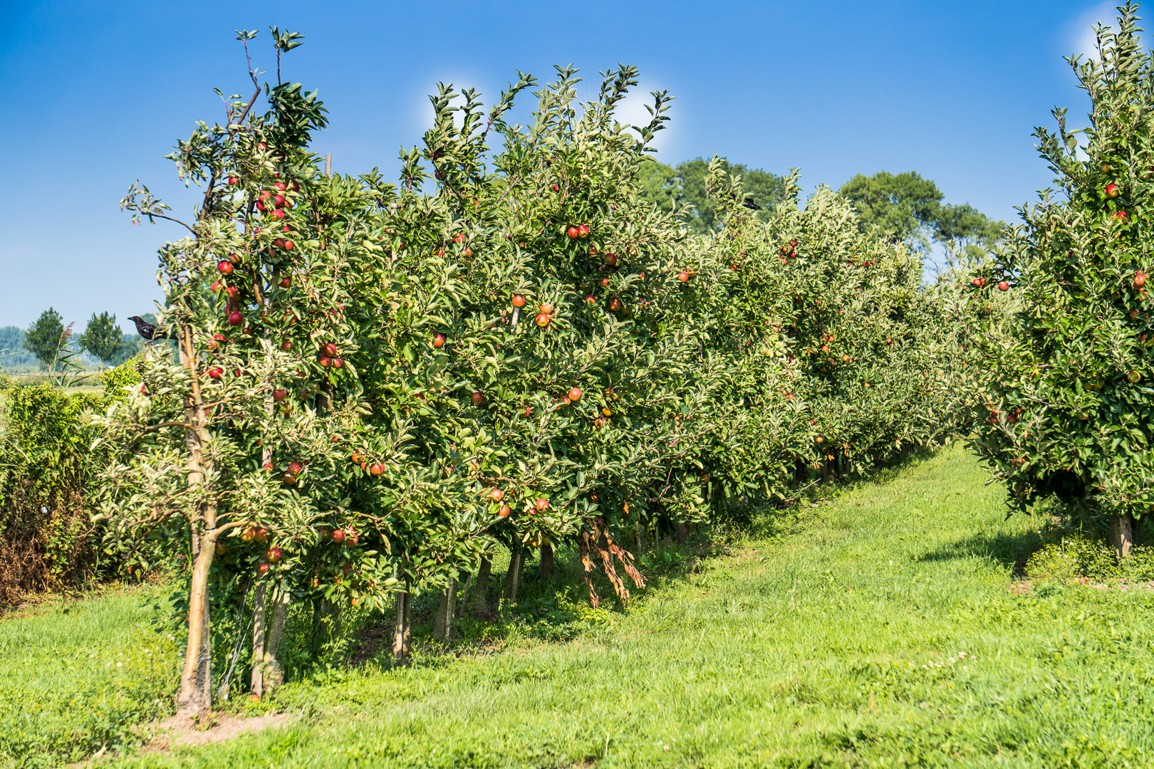 Apfel-Plantage