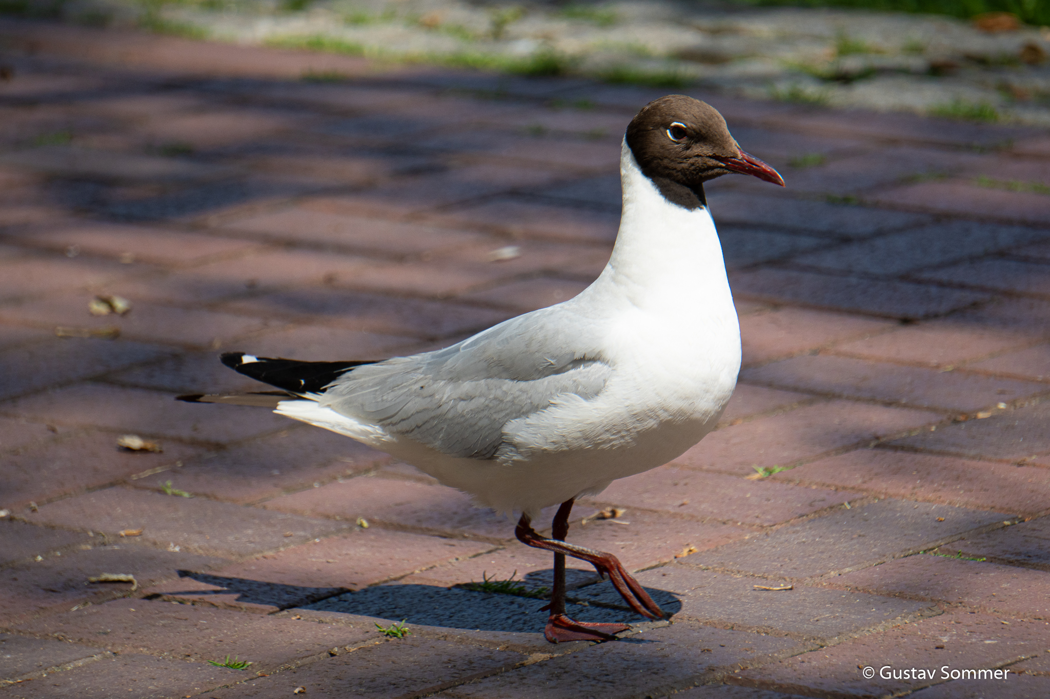Black-headed Gull, Lachmöwe, Cuxhaven