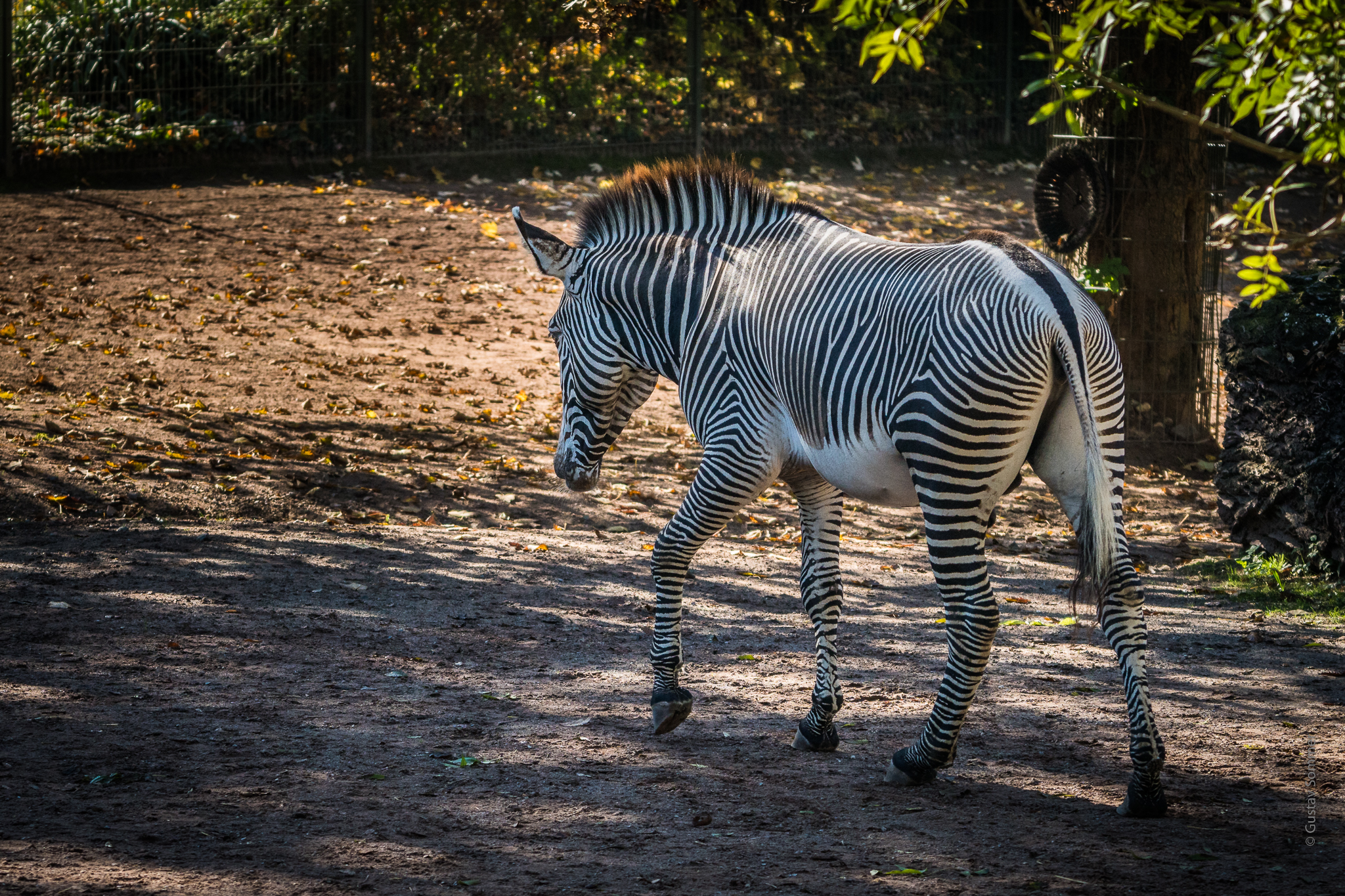 Grévy-Zebra im lichten Schatten